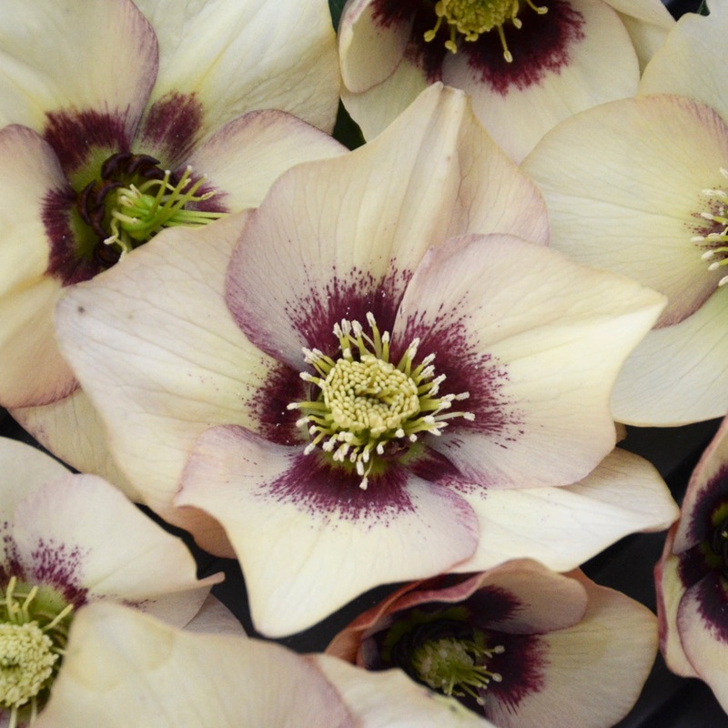 Helleborus ‘Sandy Shores’ (Lenten Rose Hybrid)