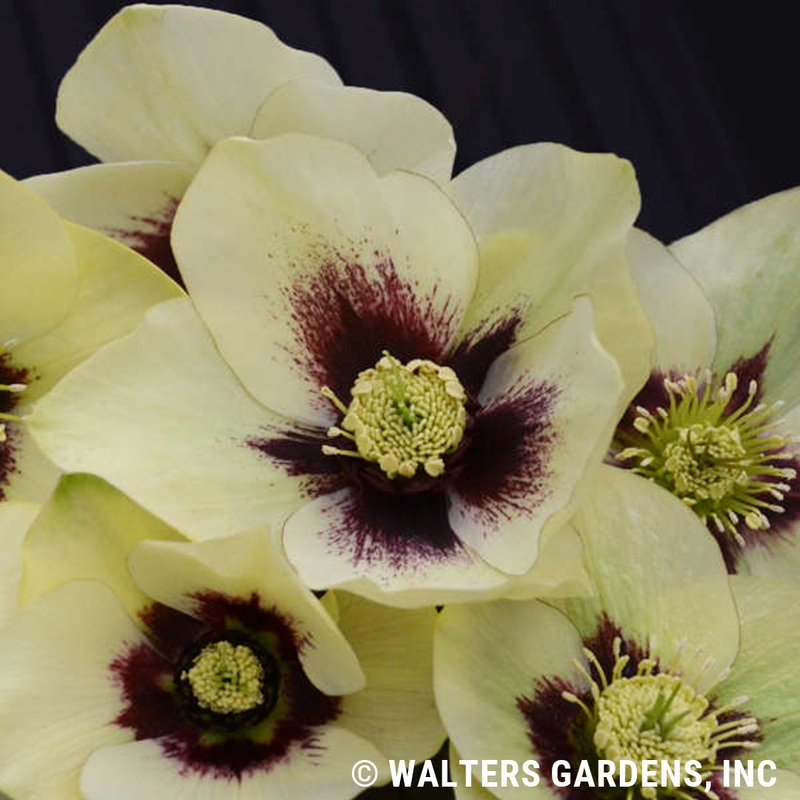 Helleborus ‘Spanish Flare’ (Lenten Rose)