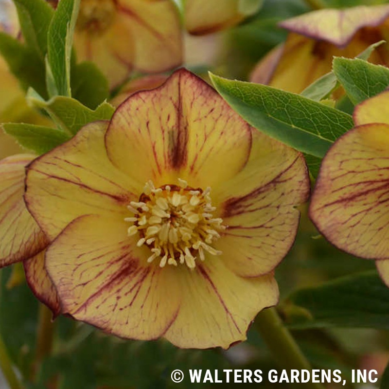 Helleborus ‘Tropical Sunset’ (Lenten Rose)