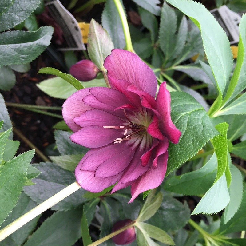 Helleborus ‘True Love’ (Lenten Rose)