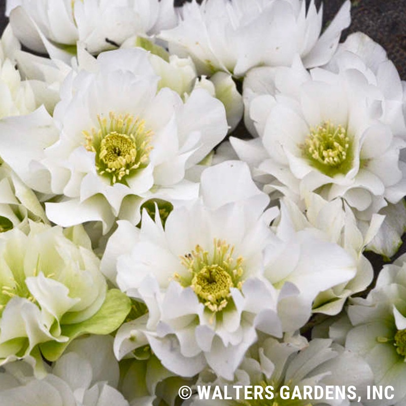 Helleborus ‘Wedding Bells’ (Lenten Rose)