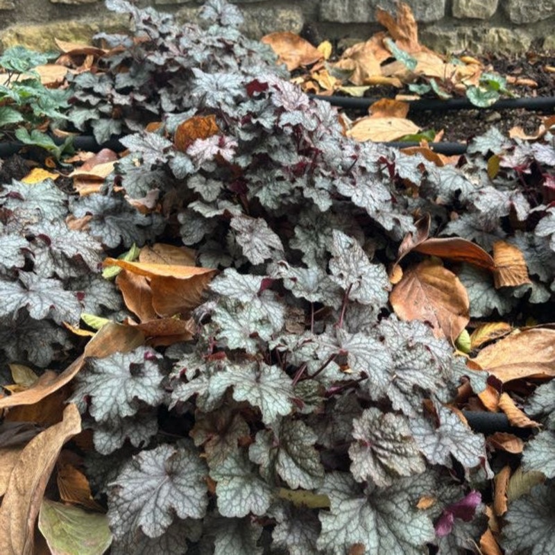Heuchera ‘Amethyst Myst’ (Coral Bell)
