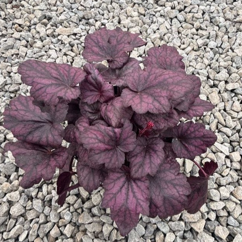 Heuchera ‘Electric Plum’ (Coral Bells)