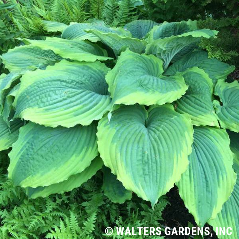 Hosta ‘Spartacus’ (Hosta)|Trade Gallon / 2.5qts|Trade 2 Gallon / 1.72g