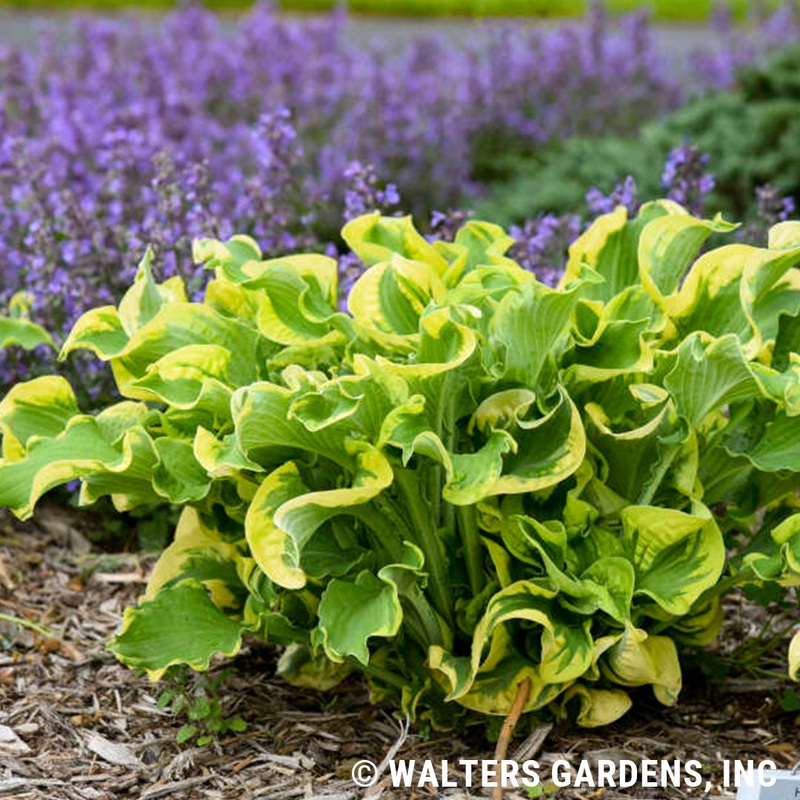Hosta ‘Wheee’ (Plantain Lily)|1 gallon
