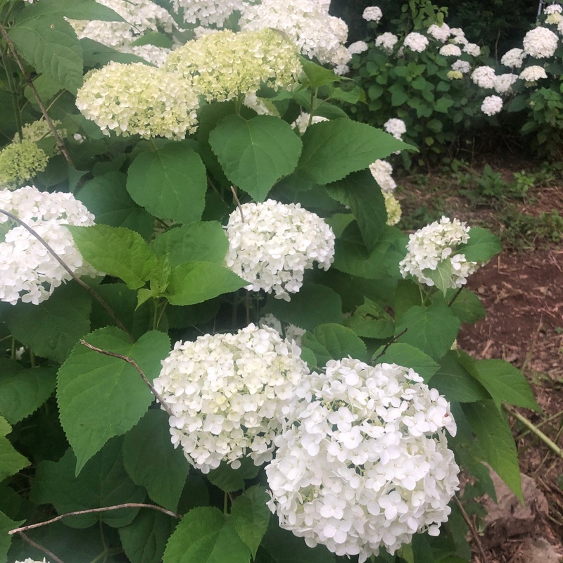Hydrangea arborescens ‘Annabelle’ (Smooth Hydrangea)