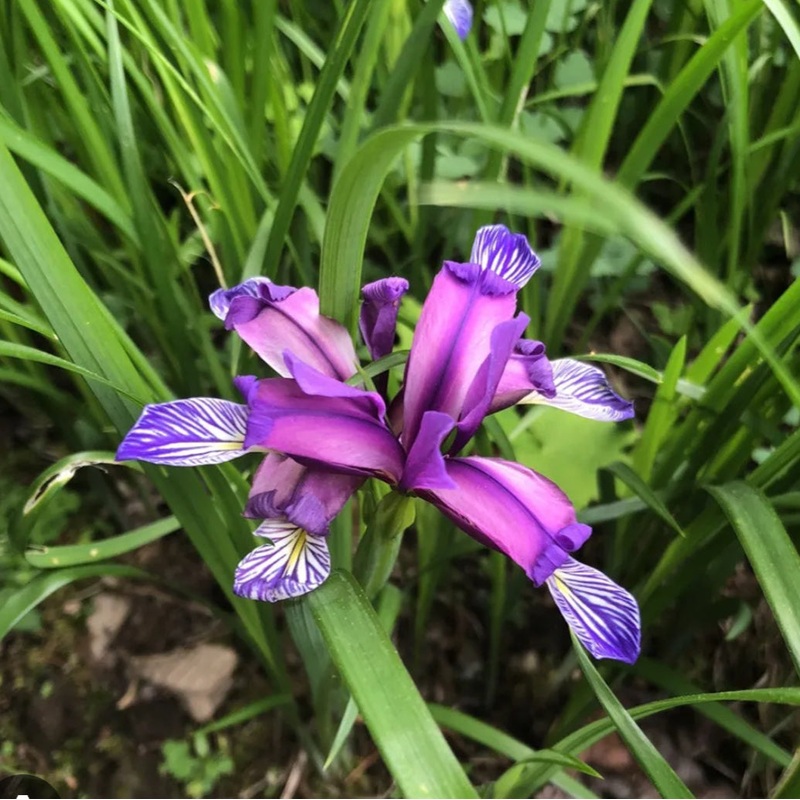 Iris graminea (Grass-Leaved Iris)