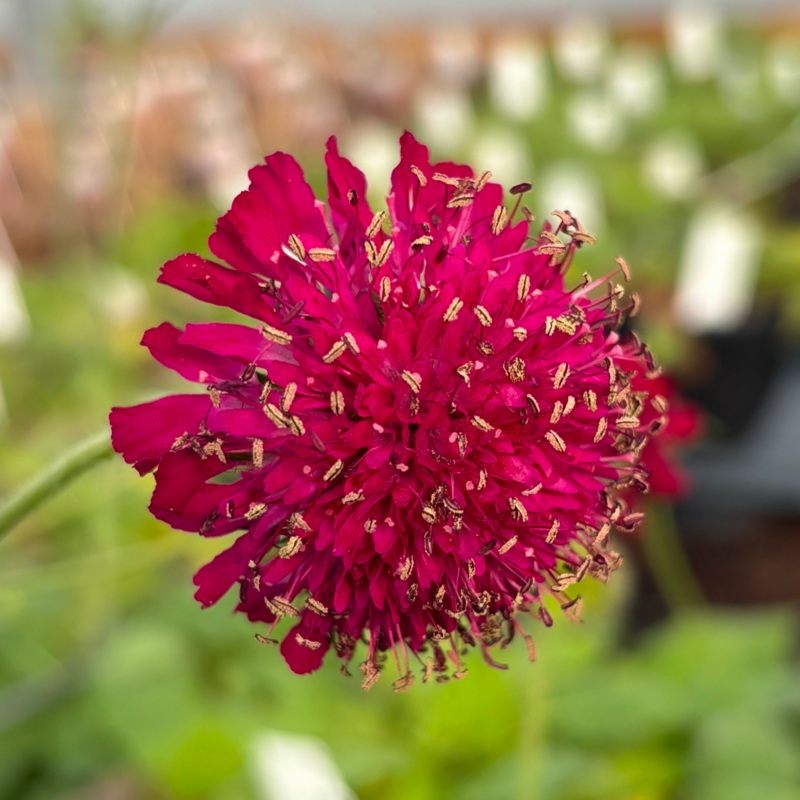 Knautia macedonica ‘Red Knight’ (Crimson Scabious)