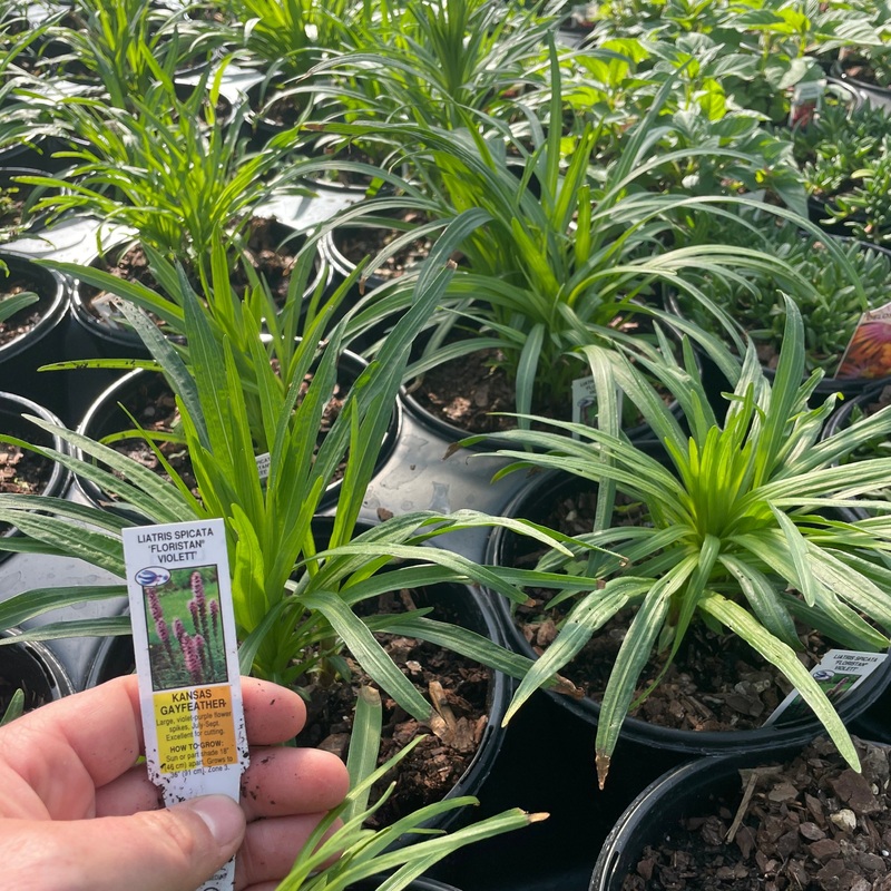 Liatris spicata ‘Floristan Violet’ (Blazing Star)