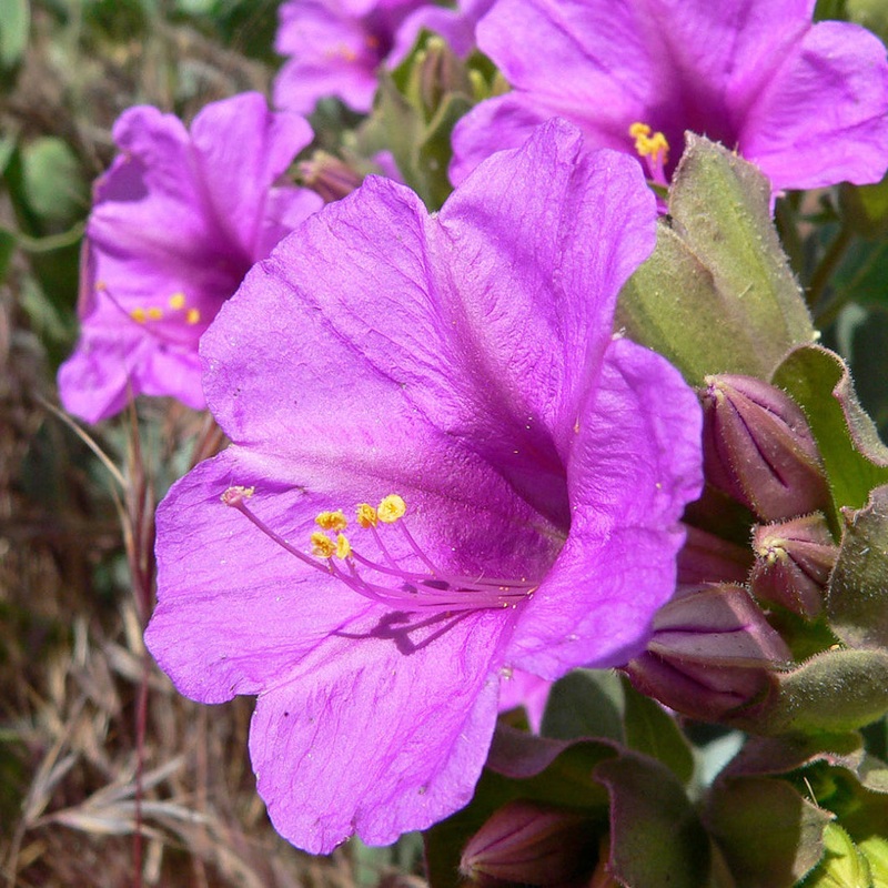 Mirabilis multiflora (Colorado Four O’Clock)