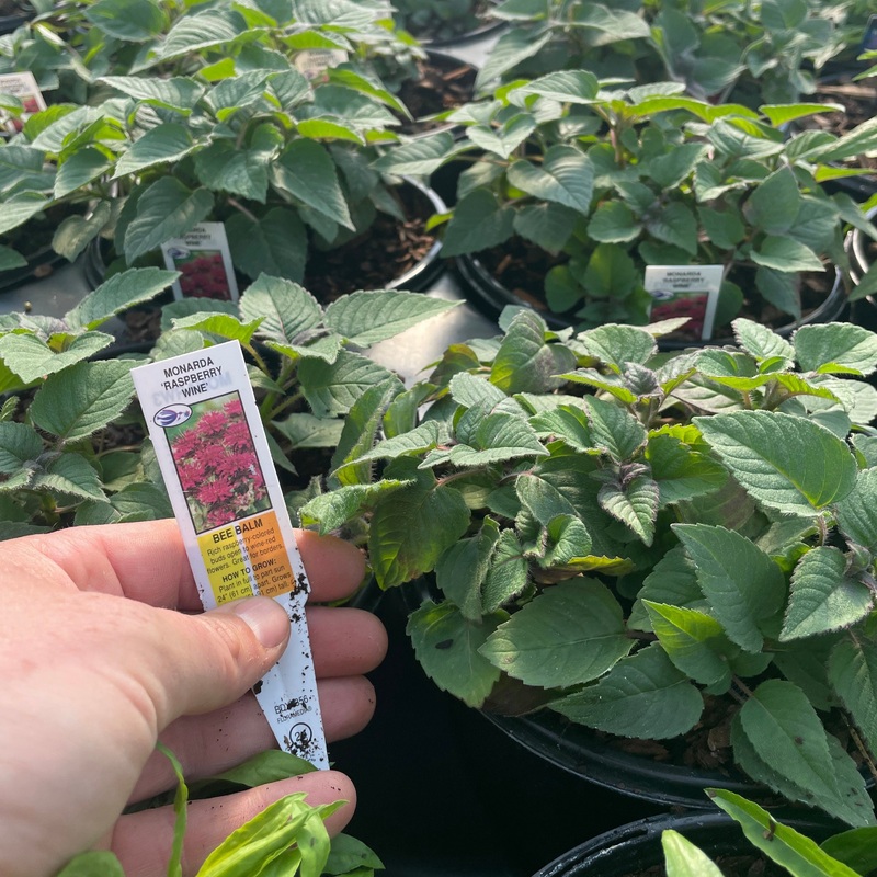 Monarda ‘Raspberry Wine’ (Beebalm)