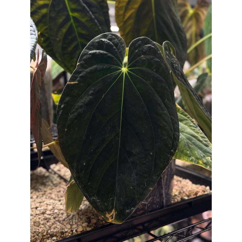 NFS: Anthurium Antolakii / BVEP RA1 (clone)
