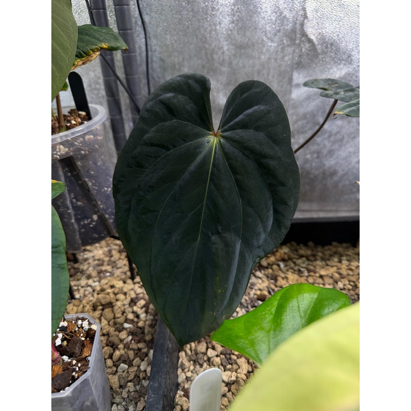 NFS: Anthurium BVEP RF1 clone