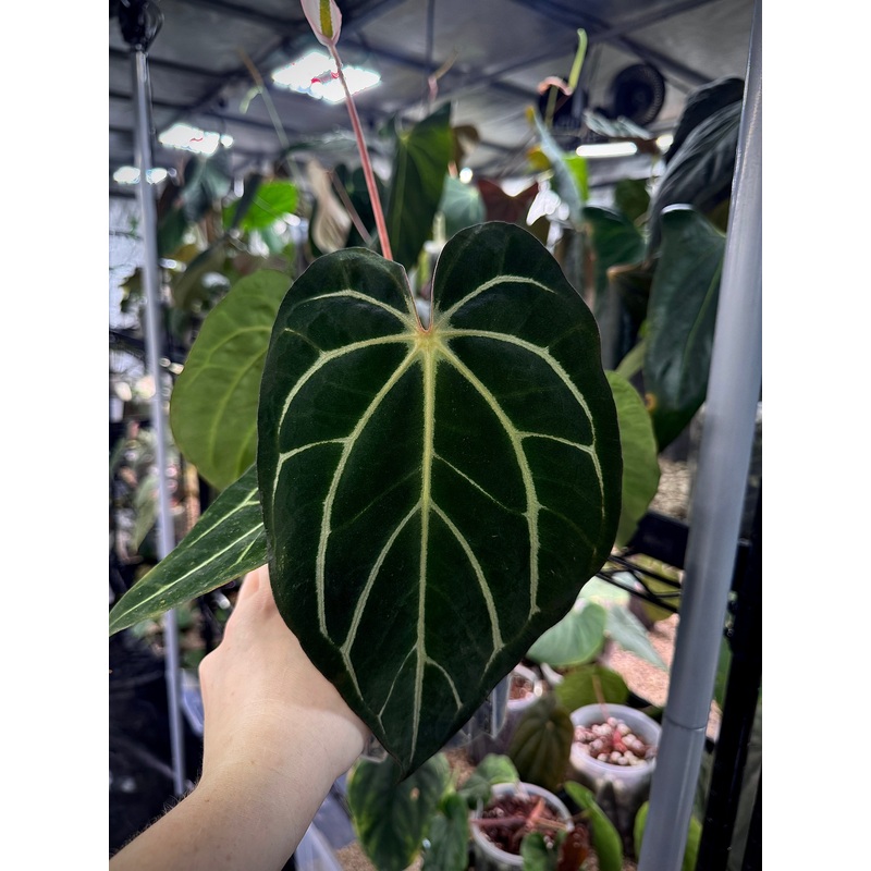 NFS: Anthurium Carlablackiae Round x GPH-001