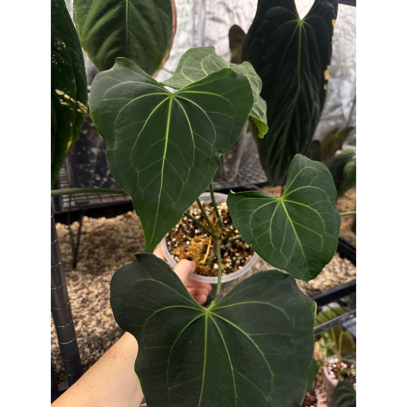 NFS: Anthurium Clarinervium Mutated