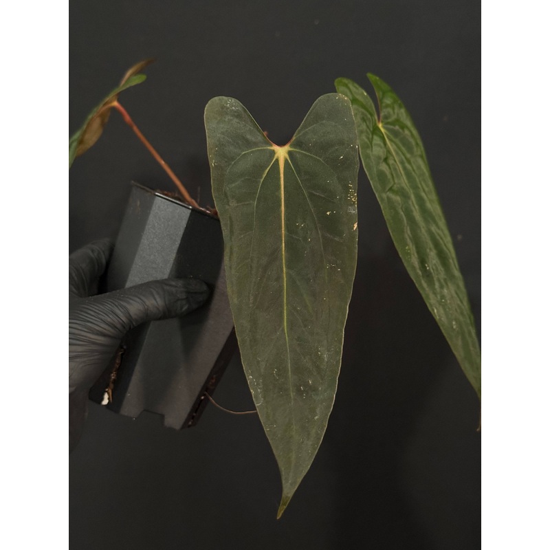NFS: Anthurium (Fort Sherman x Ralph Lynam) x (Ralph Lynam x Fort Sherman)