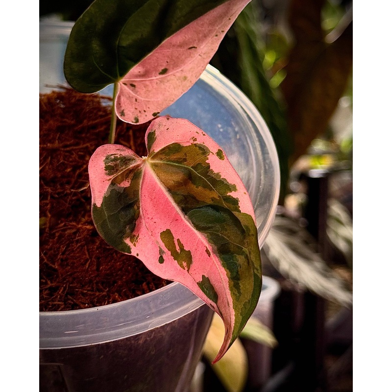 NFS: Anthurium Hot Barbie