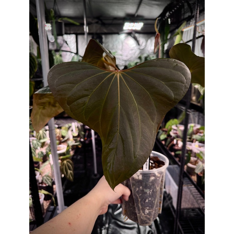 NFS: Anthurium Mr. Worldwide #3