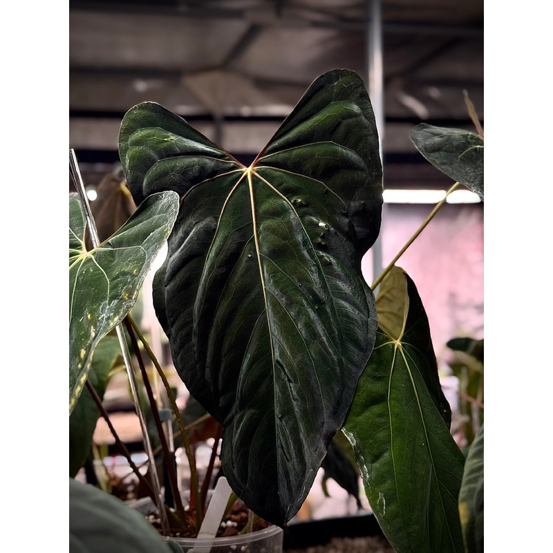 NFS: Anthurium Ralph Lynam (OG Clone)