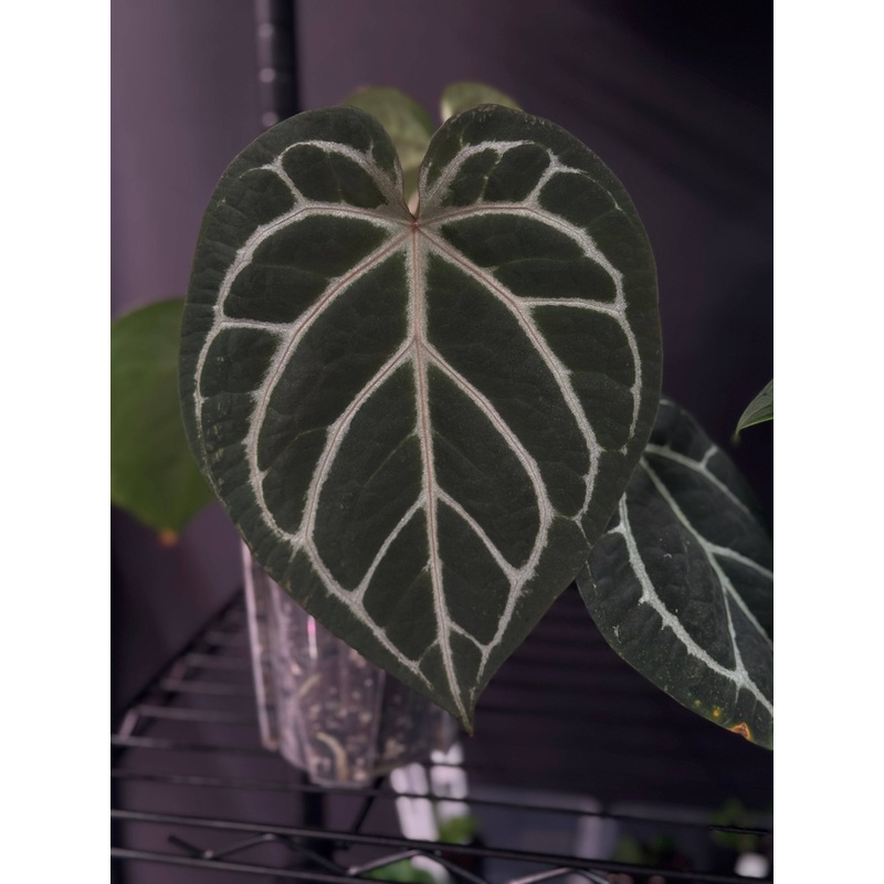 NFS: Anthurium Red Crystallinum WU4 x self