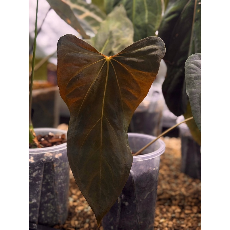 NFS: Anthurium sp. Nov DF