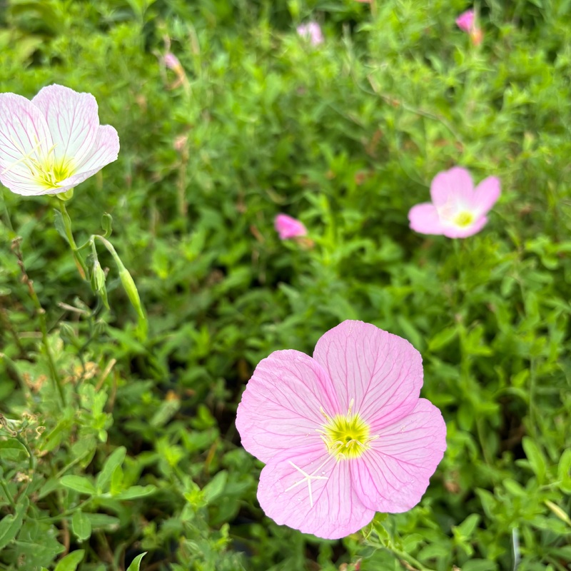 Oenothera speciosa (Pink Evening Primrose)