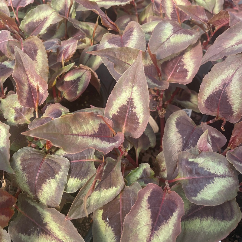 Persicaria microcephala ‘Red Dragon’ (Knotweed)