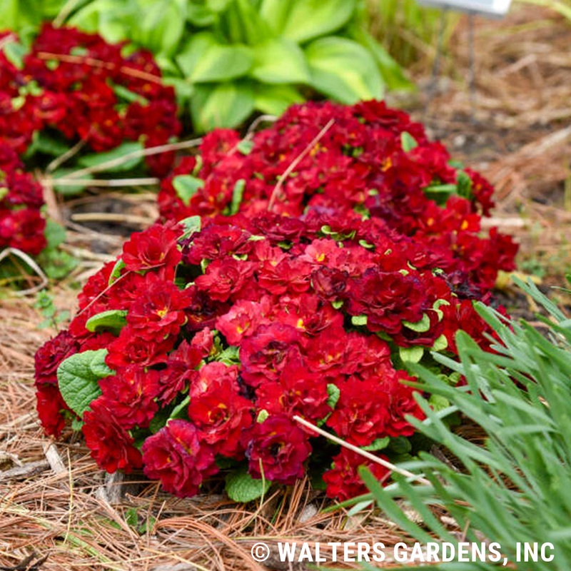 Primula ‘Kerbelred’ (Belarina Valentine Primrose)