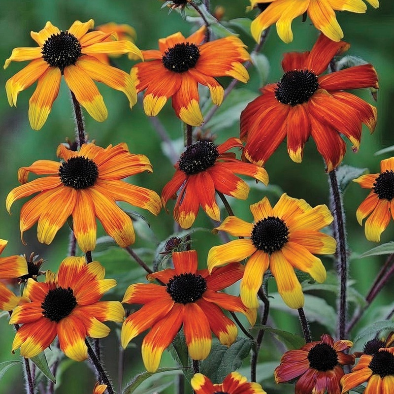 Rudbeckia triloba ‘Prairie Glow’ (Brown-Eyed Susan)