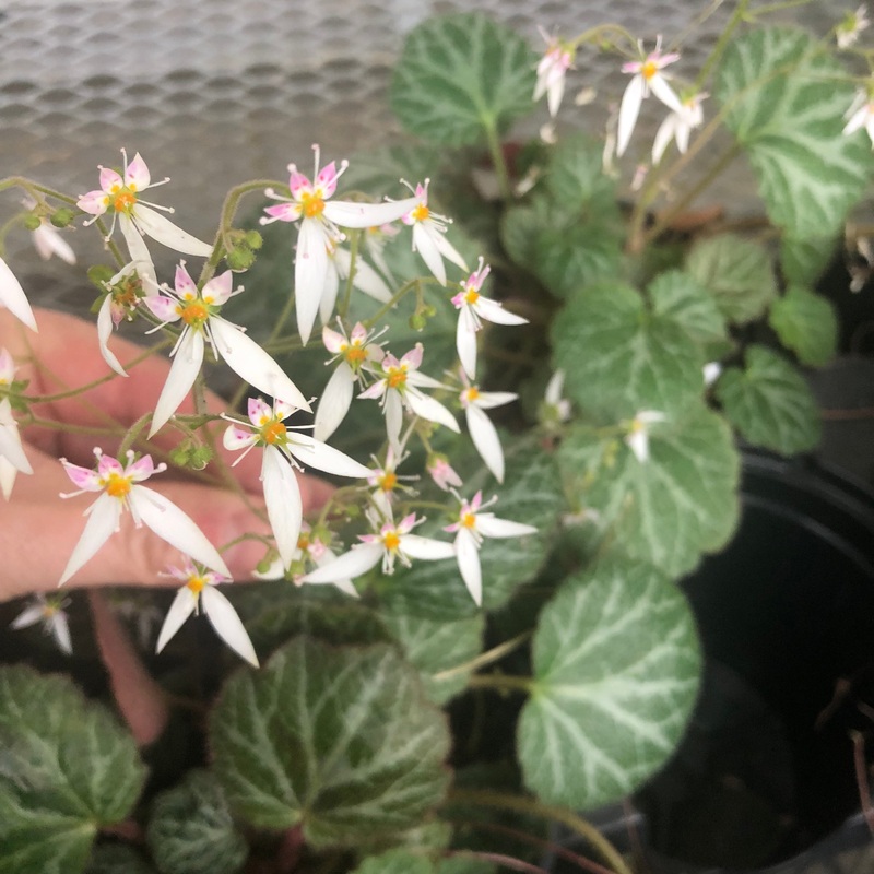 Saxifraga stolonifera (Strawberry Begonia)