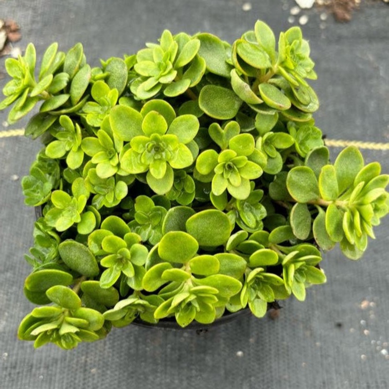 Sedum ternatum ‘Larinem Park’ (Woodland Stonecrop)