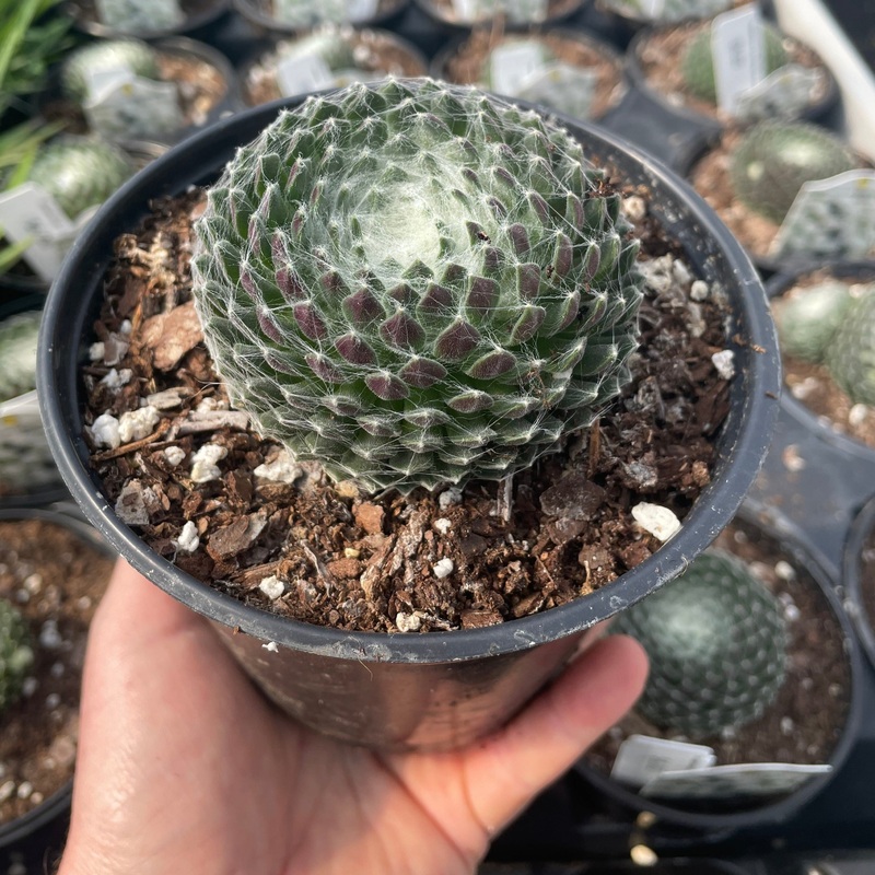 Sempervivum ‘Arctic White’ (Hen and Chick)