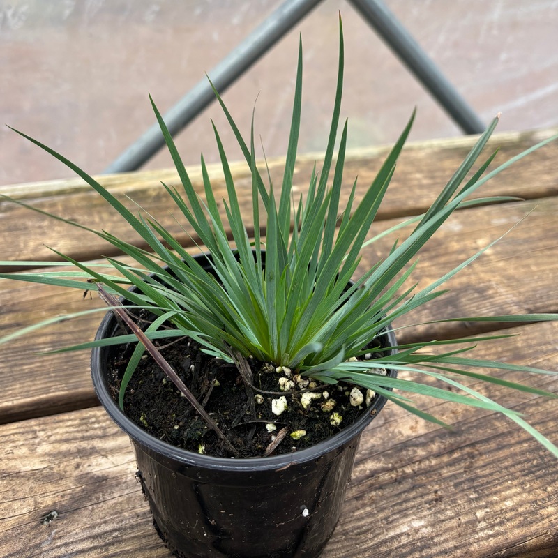 Sisyrinchium angustifolium ‘Lucerne’ (Blue-eyed Grass)
