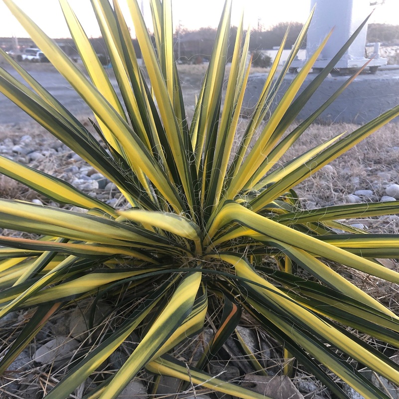 Yucca filamentosa ‘Color Guard’ (Adam’s Needle)
