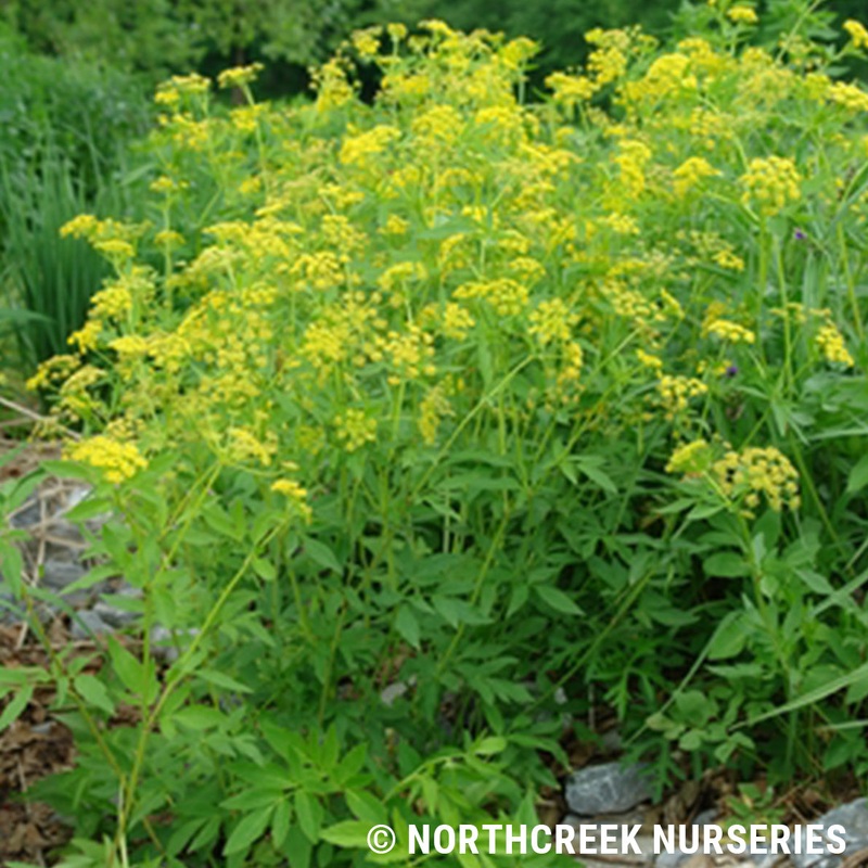 Zizia aurea (Golden Alexander)