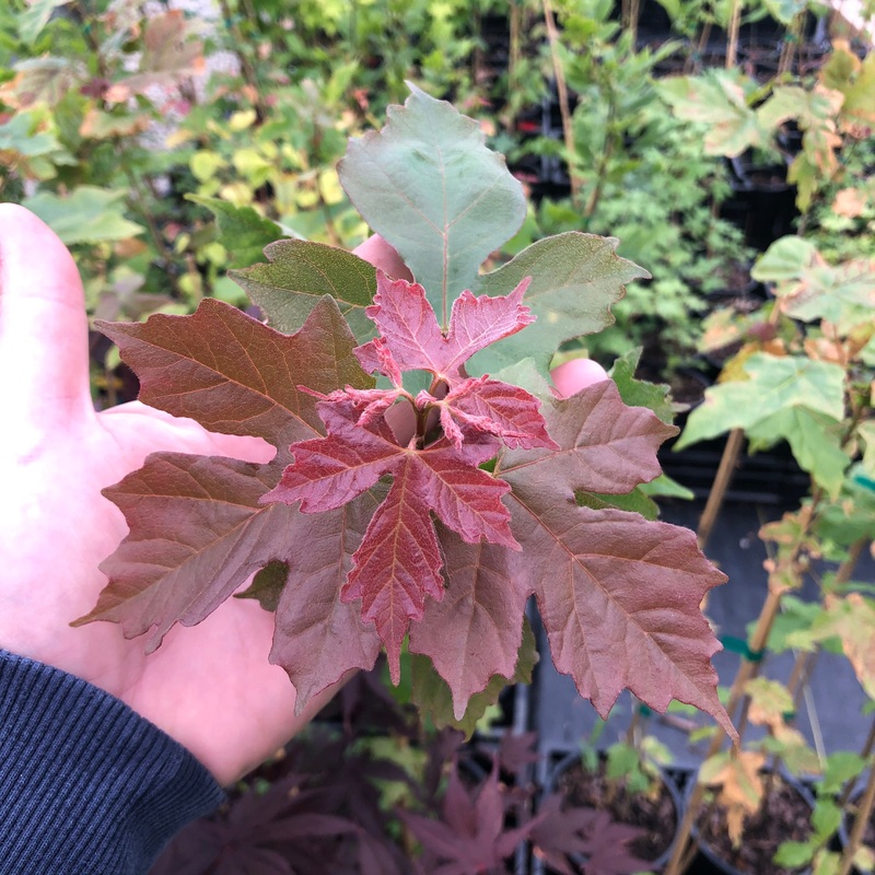 Acer miyabei ssp. miaotaiense (Miaotai Maple)