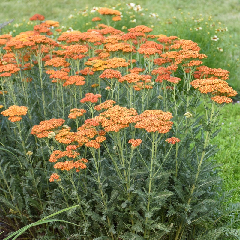 Achillea ‘Sassy Summer Sunset’ (Yarrow)