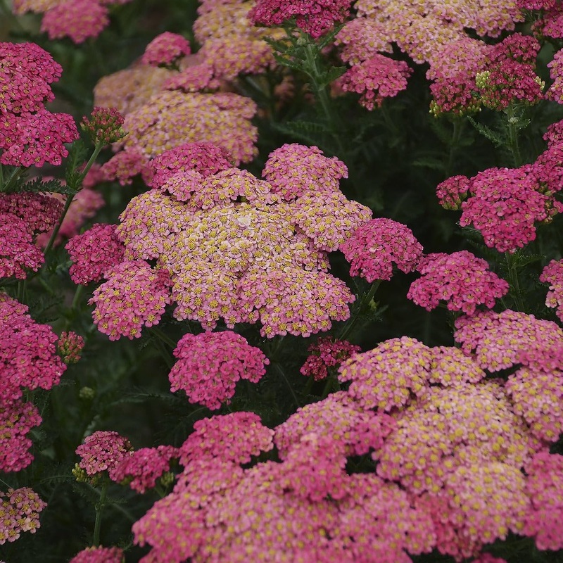 Achillea ‘Sassy Summer Taffy’ (Yarrow)