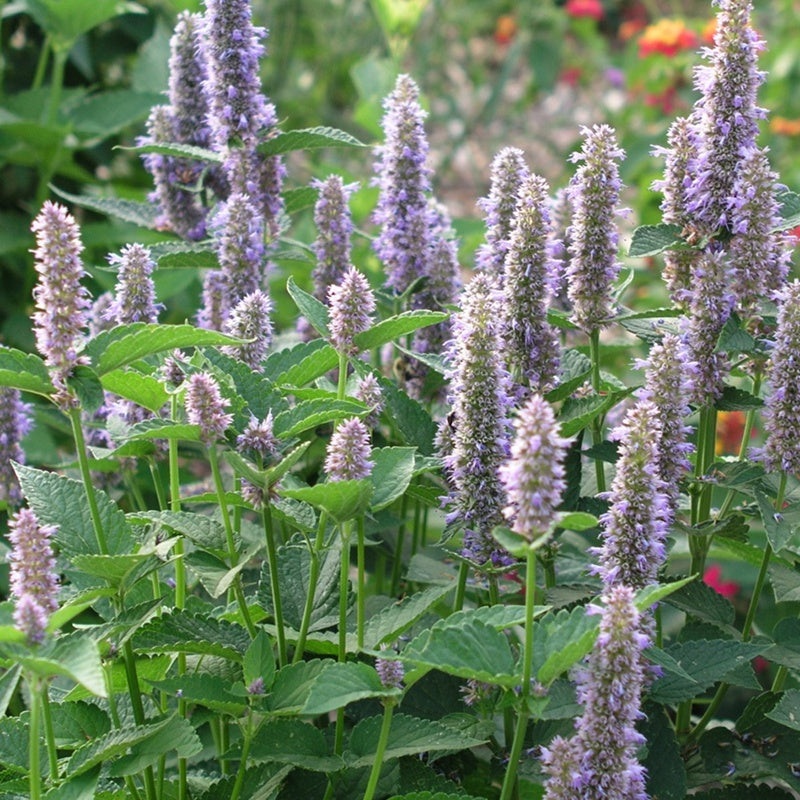 Agastache foeniculum (Anise Hyssop)