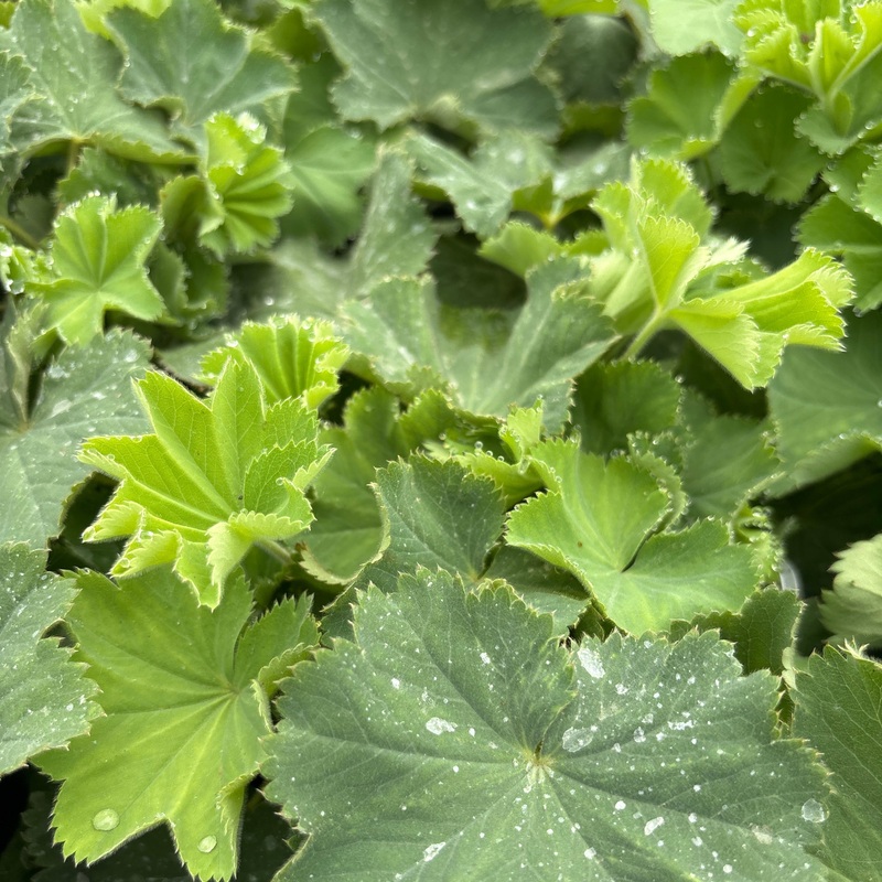 Alchemilla mollis (Lady’s Mantle)