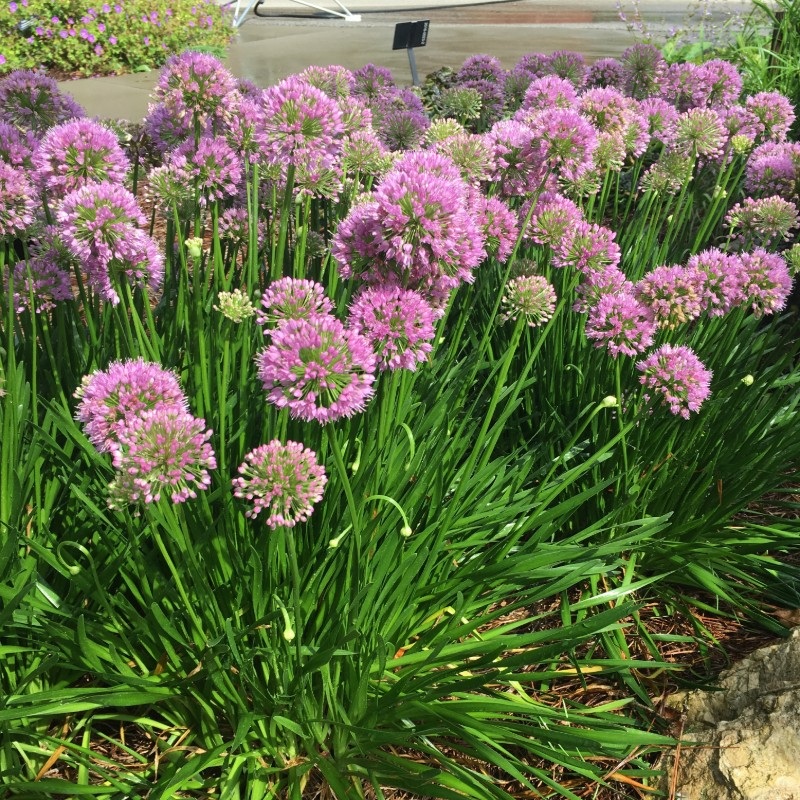 Allium ‘Millenium’ (Ornamental Onion)