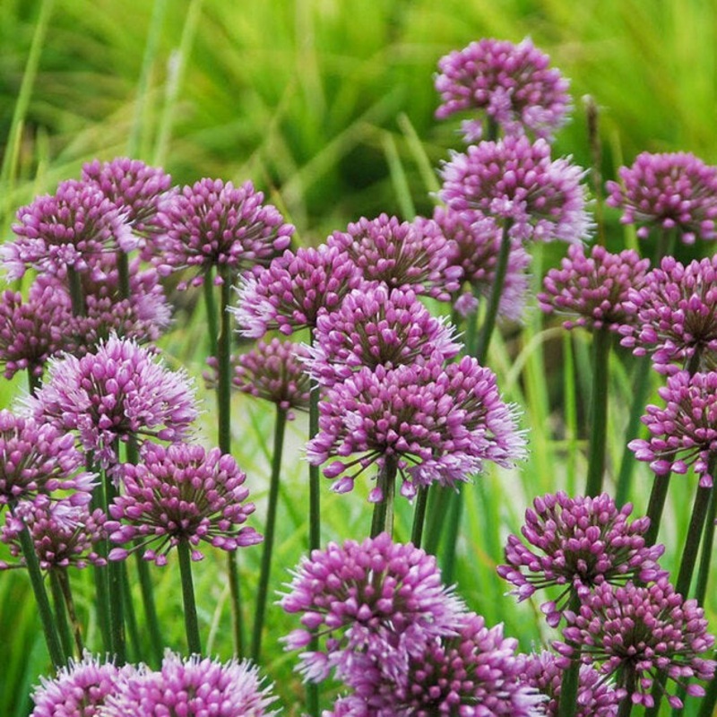 Allium ‘Windy City’ (Ornamental Onion)