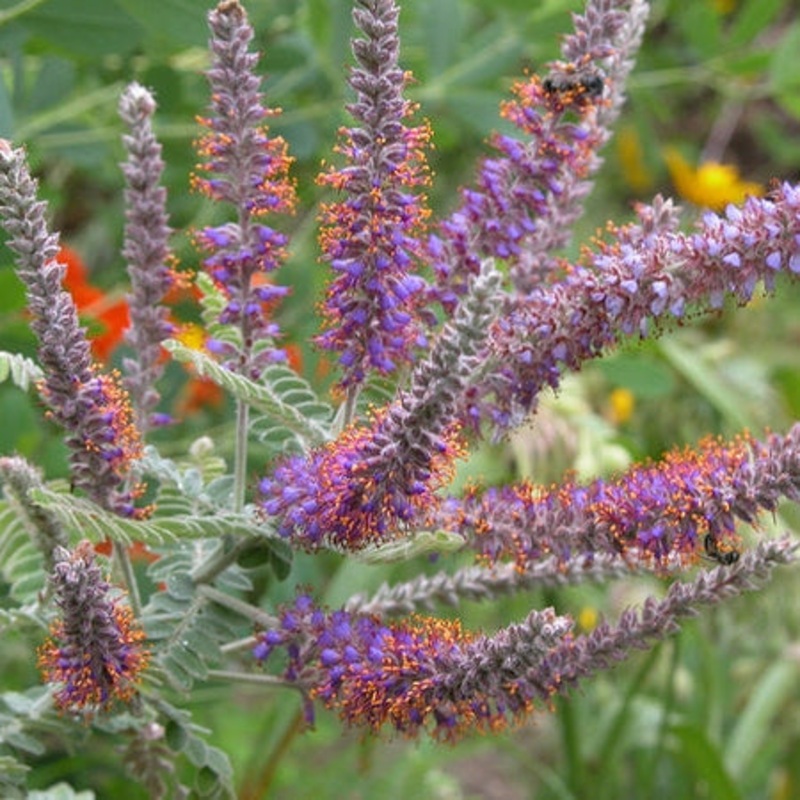 Amorpha canescens (Lead Plant)