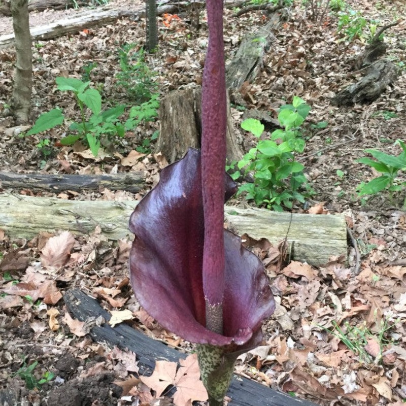Amorphophallus konjac (Voodoo Lily)
