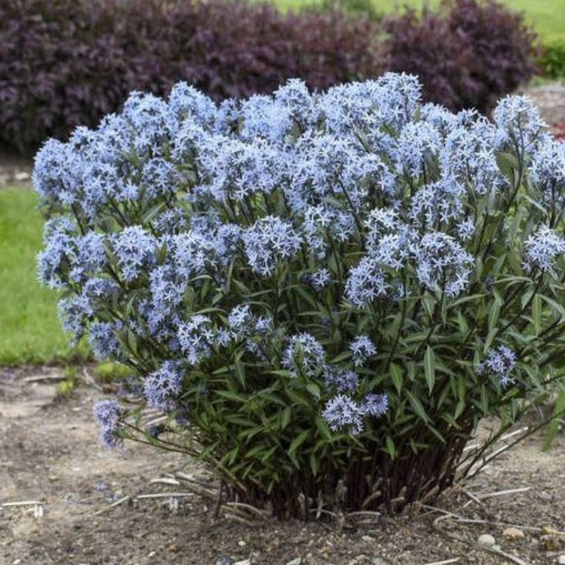 Amsonia tabernaemontana ‘Storm Cloud’ (Blue Star)