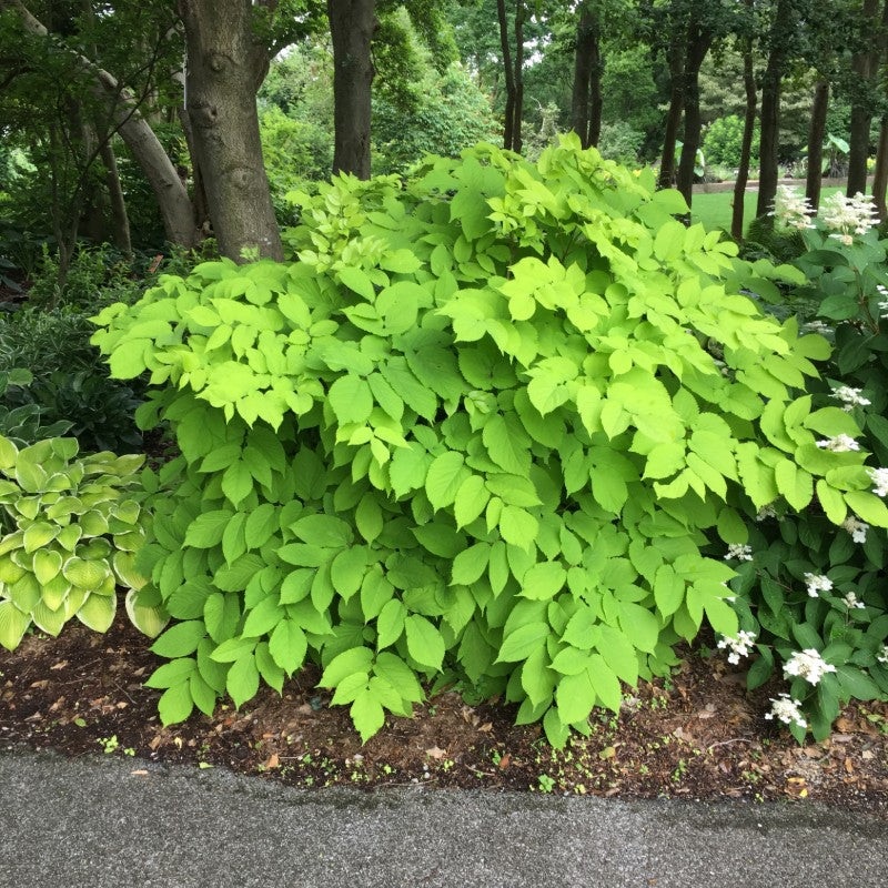 Aralia cordata ‘Sunking’ (Japanese Spikenard)