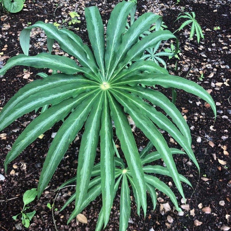 Arisaema consanguineum (Himalayan Cobra Lily)