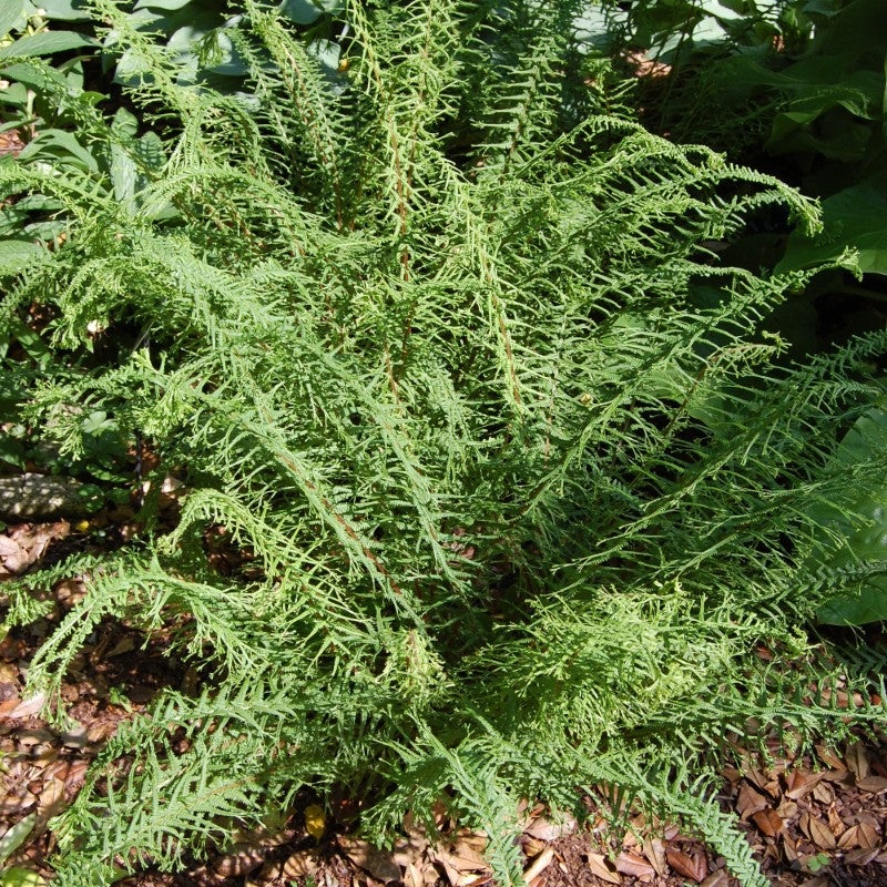 Athyrium filix-femina ‘Victoriae’ (Victory Lady Fern)