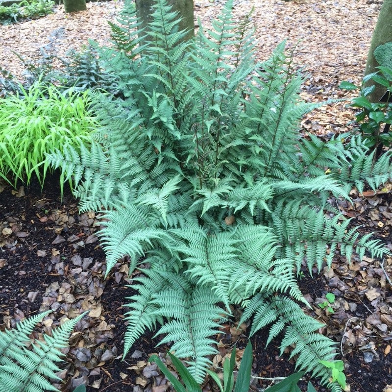 Athyrium x ‘Ghost’ (Painted Fern)