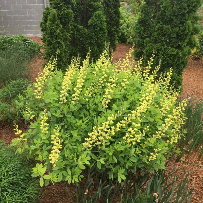 Baptisia ‘American Goldfinch’ (False Indigo)